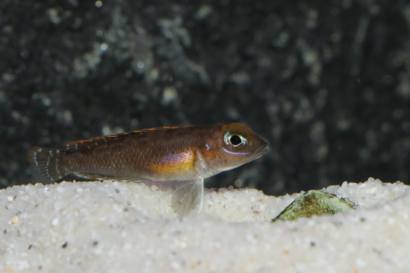 Lamprologus ornatipinnis 'Mwamgongo'